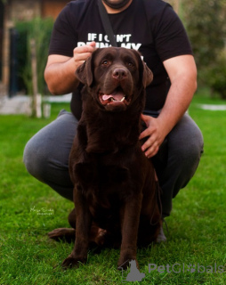 Zdjęcie №4. Sprzedam labrador retriever w Belgrad. hodowca - cena - negocjowane