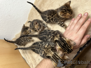 Dodatkowe zdjęcia: Wspaniałe kocięta bengalskie Şık bengalski yavru kedileri