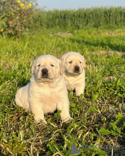 Zdjęcie №1. labrador retriever - na sprzedaż w Paryż | negocjowane | Zapowiedź №158384