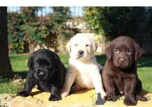 Zdjęcie №1. labrador retriever - na sprzedaż w Bamberg | negocjowane | Zapowiedź №170186