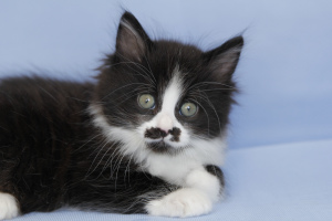 Zdjęcie №3. Kuril Bobtail. Federacja Rosyjska