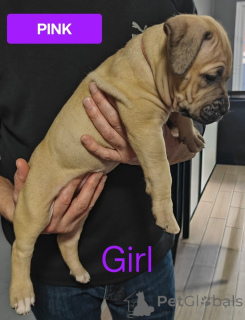 Zdjęcie №2 do zapowiedźy № 161555 na sprzedaż  pies nierasowy - wkupić się Australia prywatne ogłoszenie