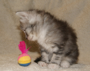 Zdjęcie №2 do zapowiedźy № 4103 na sprzedaż  kot syberyjski - wkupić się Federacja Rosyjska od żłobka