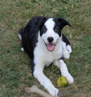Zdjęcie №3. Rejestrator CBCA Border-Collie-Welpen. Niemcy