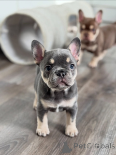 Zdjęcie №2 do zapowiedźy № 165634 na sprzedaż  buldog francuski - wkupić się Niemcy prywatne ogłoszenie, hodowca