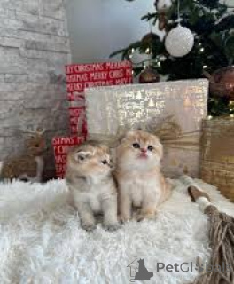 Zdjęcie №2 do zapowiedźy № 161518 na sprzedaż  munchkin - wkupić się Finlandia prywatne ogłoszenie, hodowca