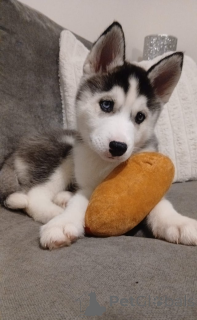 Zdjęcie №2 do zapowiedźy № 161320 na sprzedaż  husky syberyjski - wkupić się Andora 