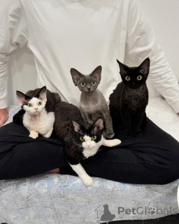 Zdjęcie №1. devon rex - na sprzedaż w Sztokholm | negocjowane | Zapowiedź № 161180