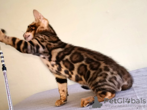 Zdjęcie №2 do zapowiedźy № 9010 na sprzedaż  kot bengalski - wkupić się Białoruś od żłobka
