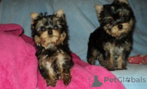 Zdjęcie №1. yorkshire terrier - na sprzedaż w Izmir | negocjowane | Zapowiedź №175617
