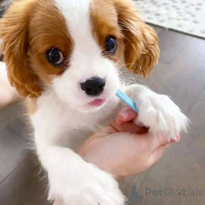 Zdjęcie №3. Samiec Cavalier King Charles Spaniel Szczeniak Biznes WhatsApp447400576553. Finlandia