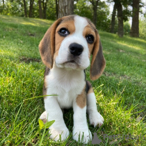 Dodatkowe zdjęcia: 12-tygodniowe szczenięta beagle, chłopiec i dziewczynka, szukają nowych domów