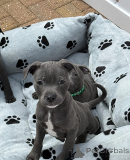 Zdjęcie №1. staffordshire bull terrier - na sprzedaż w Bois Kolomb | negocjowane | Zapowiedź №173481