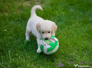 Zdjęcie №2 do zapowiedźy № 150212 na sprzedaż  golden retriever - wkupić się Niemcy prywatne ogłoszenie