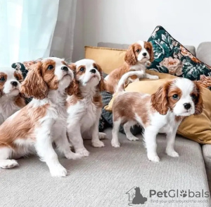 Zdjęcie №1. cavalier king charles spaniel - na sprzedaż w Marsylia | 2093zł | Zapowiedź №11634