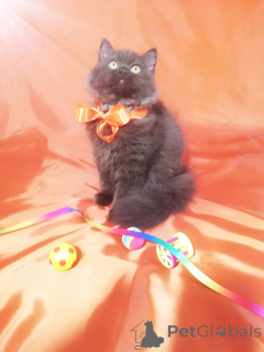 Zdjęcie №3. Luksusowy kot brytyjski w słodkim kolorze. Białoruś