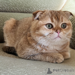 Zdjęcie №3. Krzystwo ze Szkockim Foldik w Gruzja. Zapowiedź № 135629