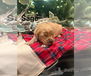 Zdjęcie №1. cavalier king charles spaniel, golden retriever - na sprzedaż w ADELAIDA | negocjowane | Zapowiedź №161052