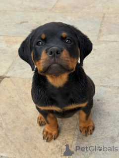 Zdjęcie №1. rottweiler - na sprzedaż w Berlin | negocjowane | Zapowiedź №174970