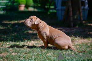 Zdjęcie №4. Sprzedam american bully w Sarajevo. hodowca - cena - negocjowane