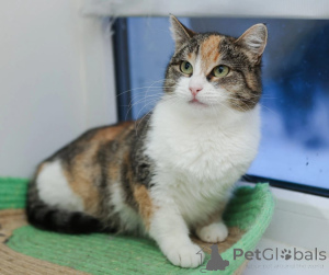 Zdjęcie №1.  - na sprzedaż w Rzeka Moskwa | Bezpłatny | Zapowiedź № 147636