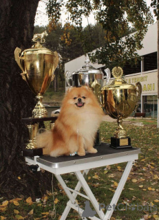 Zdjęcie №2 do zapowiedźy № 135231 na sprzedaż   - wkupić się Serbia 