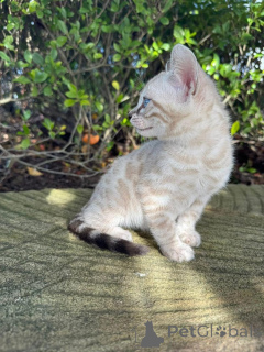 Zdjęcie №3. Piękne kocięta bengalskie gotowe na ich wieczne domy. Niemcy