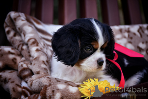 Zdjęcie №2 do zapowiedźy № 78548 na sprzedaż  cavalier king charles spaniel - wkupić się Białoruś od żłobka