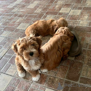 Zdjęcie №2 do zapowiedźy № 138636 na sprzedaż  hawańczyk - wkupić się USA hodowca