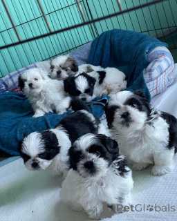 Zdjęcie №1. shih tzu - na sprzedaż w Monachium | negocjowane | Zapowiedź №168663