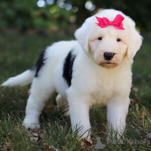 Zdjęcie №1. pies nierasowy - na sprzedaż w Augustusburg | 1435zł | Zapowiedź №151421