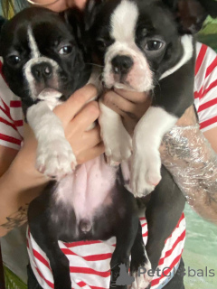 Zdjęcie №2 do zapowiedźy № 143485 na sprzedaż  boston terier - wkupić się Polska hodowca