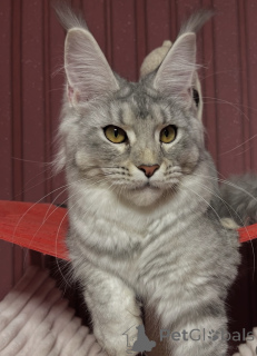 Zdjęcie №1. maine coon - na sprzedaż w Bellaire | negocjowane | Zapowiedź № 162654