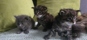 Zdjęcie №1. maine coon - na sprzedaż w Antwerpia | Bezpłatny | Zapowiedź № 160244