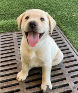 Zdjęcie №1. labrador retriever - na sprzedaż w Houston | 2085zł | Zapowiedź №168816