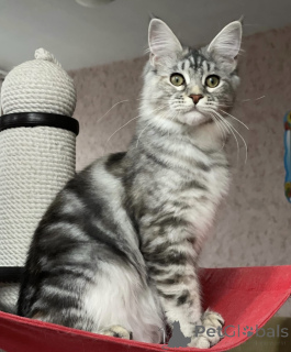 Zdjęcie №2 do zapowiedźy № 163184 na sprzedaż  maine coon - wkupić się Niemcy hodowca