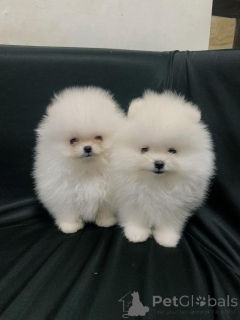 Zdjęcie №1. szpic miniaturowy - na sprzedaż w Praga | Bezpłatny | Zapowiedź №163563