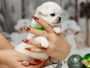 Zdjęcie №2 do zapowiedźy № 135432 na sprzedaż  pies nierasowy - wkupić się Niemcy prywatne ogłoszenie