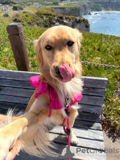 Zdjęcie №2 do zapowiedźy № 169149 na sprzedaż  golden retriever - wkupić się Finlandia prywatne ogłoszenie