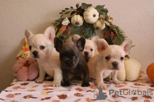 Zdjęcie №4. Sprzedam  w Ohio City. hodowca - cena - Bezpłatny