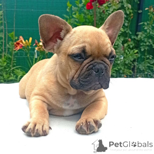 Zdjęcie №3. Französische Bulldogge Welpen zu vermitteln.. Niemcy