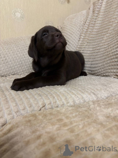 Zdjęcie №2 do zapowiedźy № 137942 na sprzedaż  labrador retriever - wkupić się Federacja Rosyjska prywatne ogłoszenie