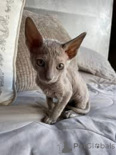Zdjęcie №3. Chatons Cornish Rex do sprzedaży. Francja