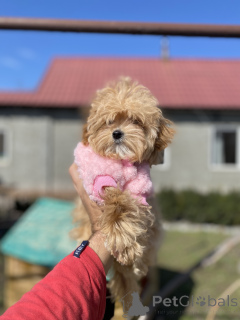 Zdjęcie №4. Sprzedam maltipu w Krivoy Rog. prywatne ogłoszenie - cena - 3707zł