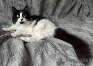 Zdjęcie №4. Sprzedam  w Mińsk.  - cena - Bezpłatny