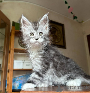 Zdjęcie №3. Kocięta rasy Maine Coon dostępne w sprzedaży. Polska