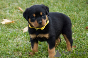 Zdjęcie №1. rottweiler - na sprzedaż w Mediolan | 4784zł | Zapowiedź №165799