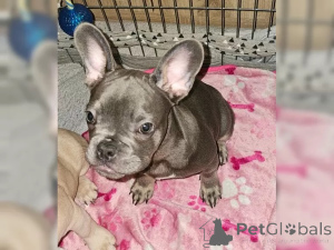 Zdjęcie №2 do zapowiedźy № 137199 na sprzedaż  buldog francuski - wkupić się Szwajcaria 