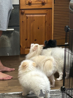 Zdjęcie №1. szpic miniaturowy - na sprzedaż w Berno | 2392zł | Zapowiedź №162597