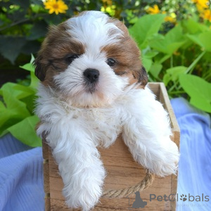 Zdjęcie №1. shih tzu - na sprzedaż w ALSDORF | 1435zł | Zapowiedź №151395